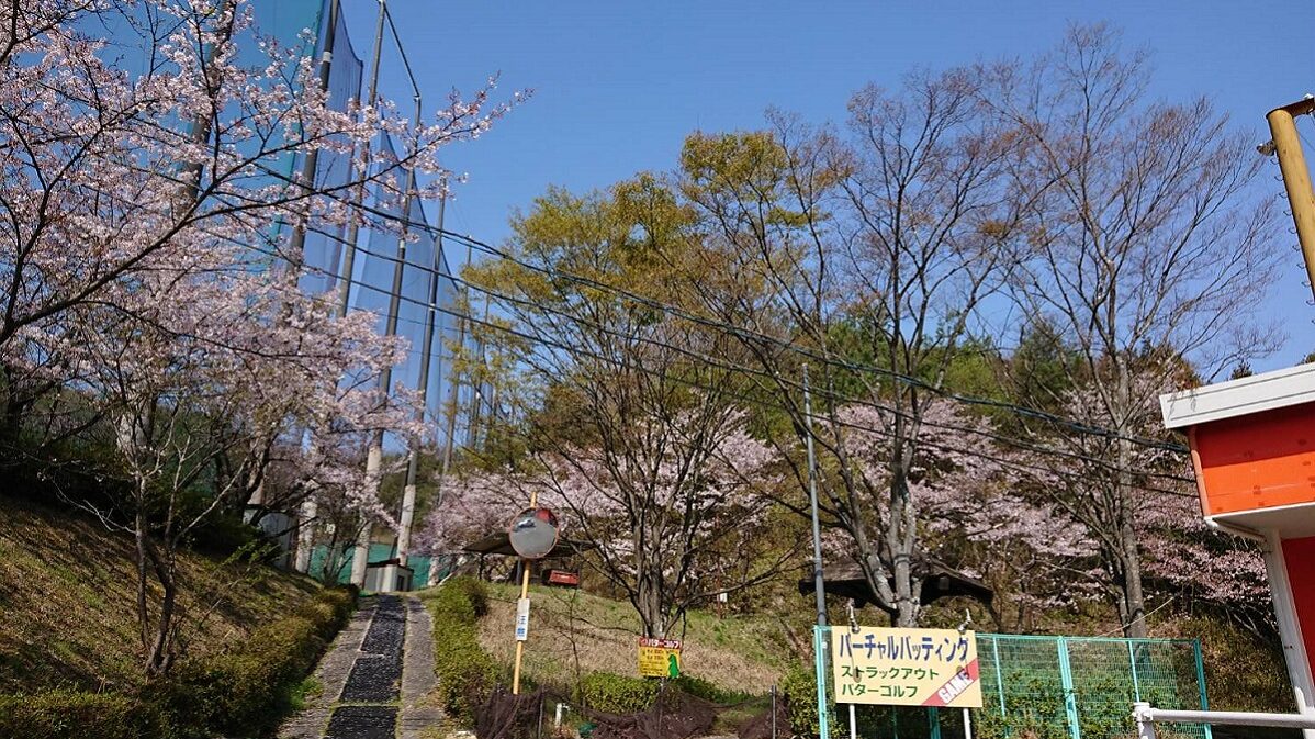 ナイス262の桜の風景